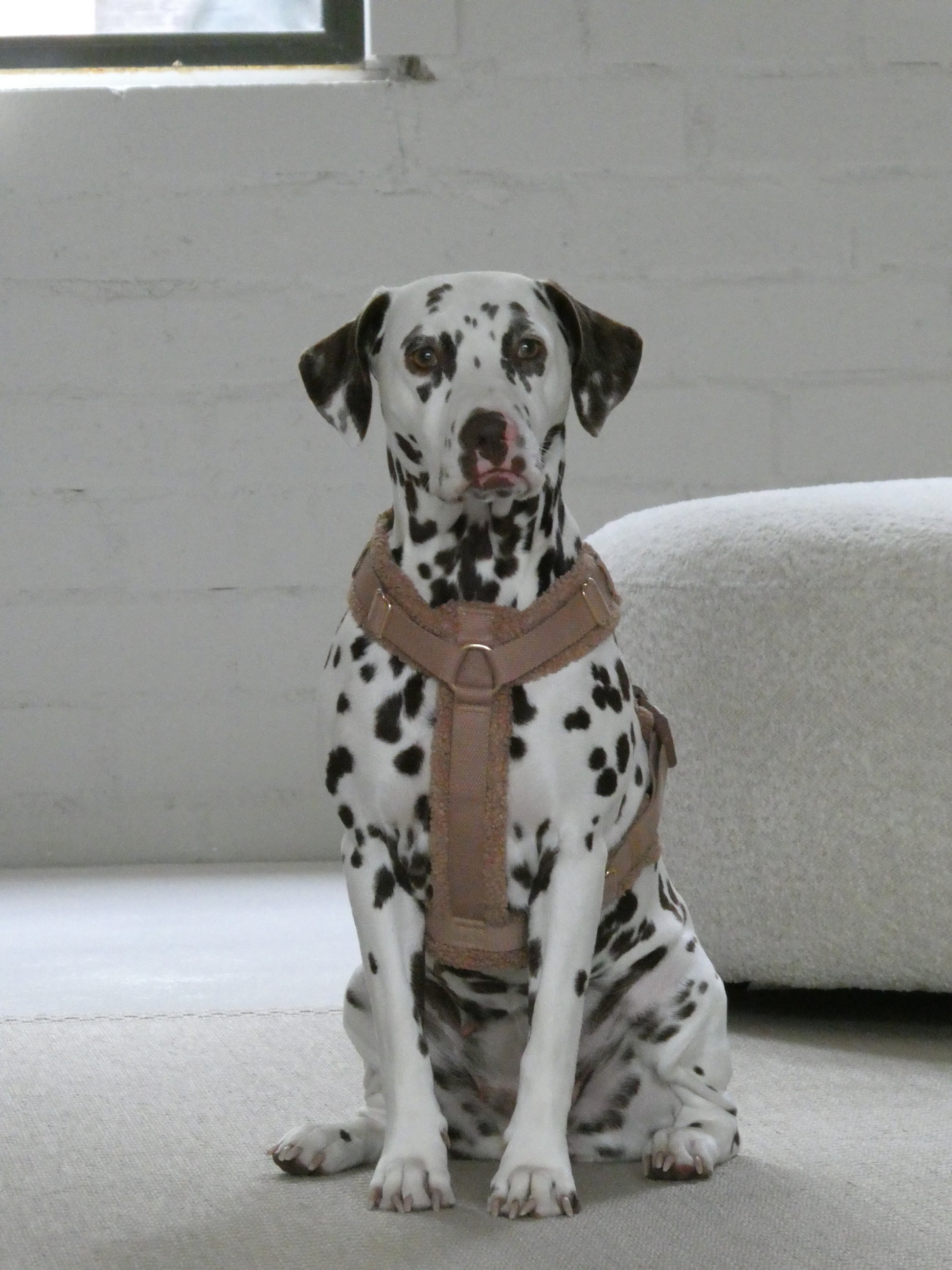 Teddy Harness Hazelnut