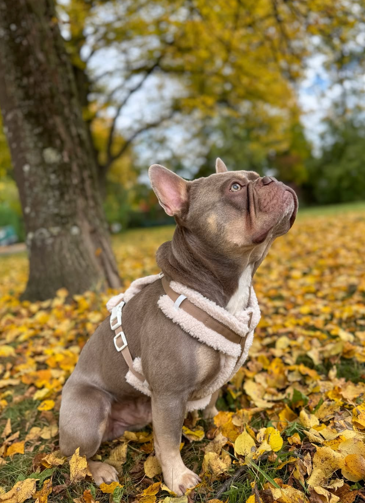 The Sherpa Bear Harness
