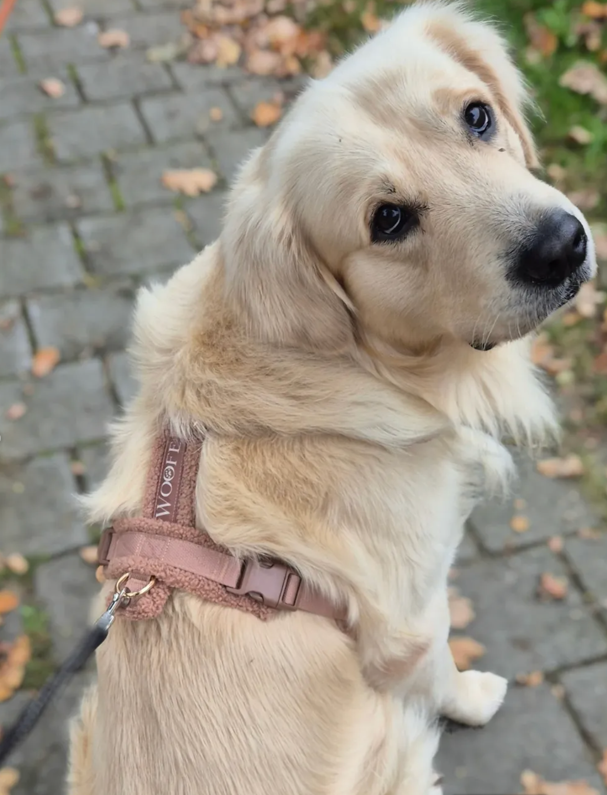 Teddy Harness Hazelnut