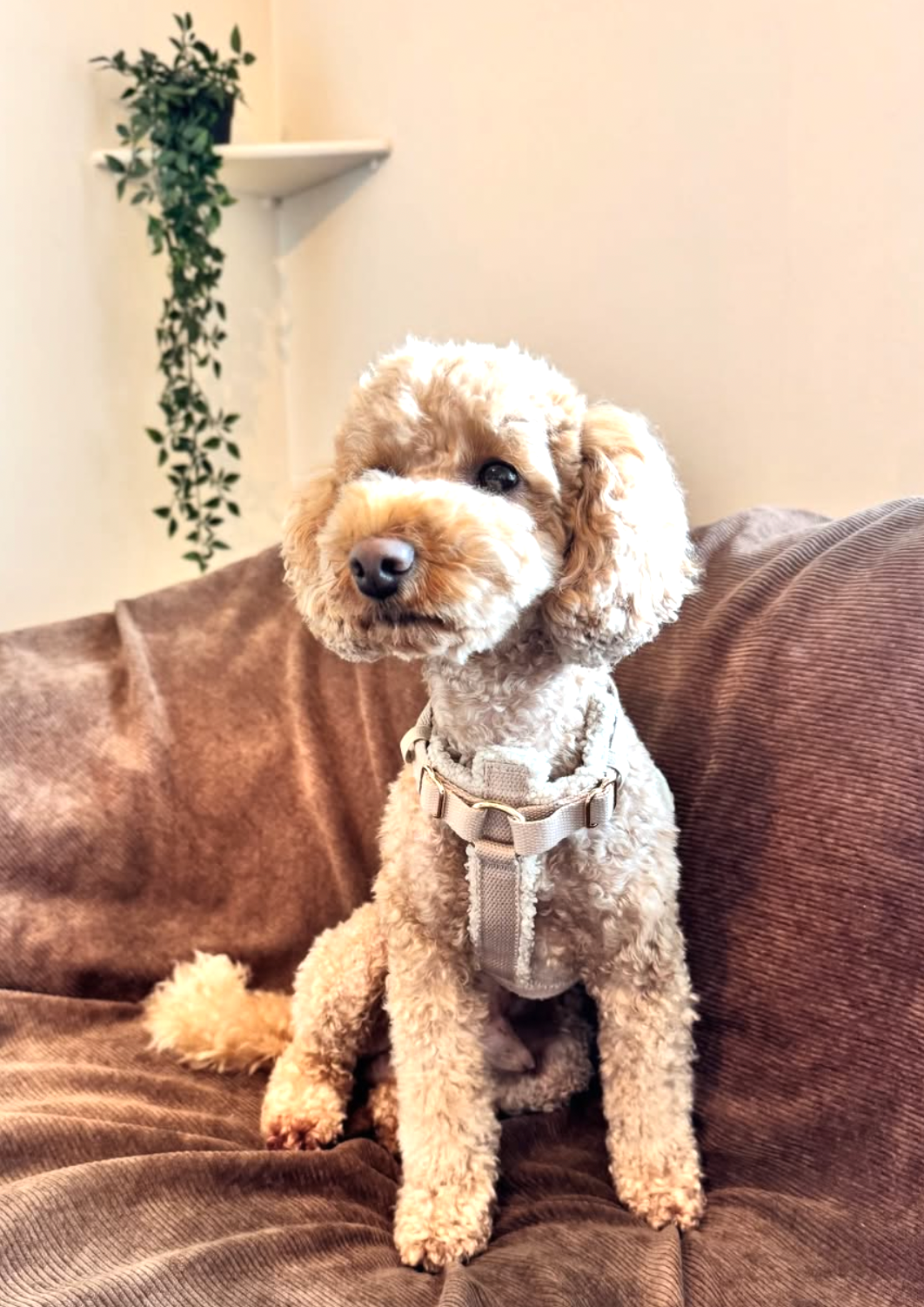 Teddy Harness Cashew