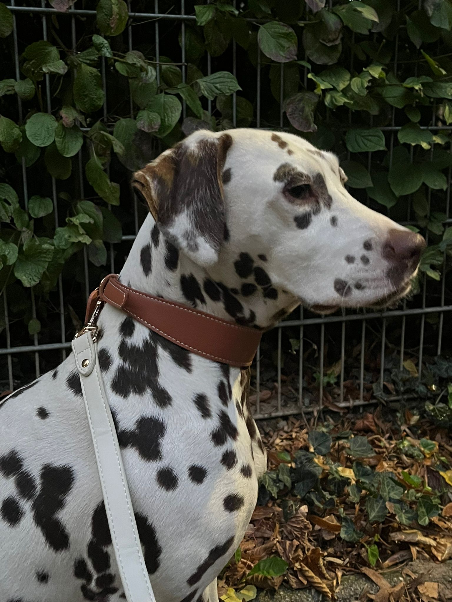 Mocha Vegan Leather Collar