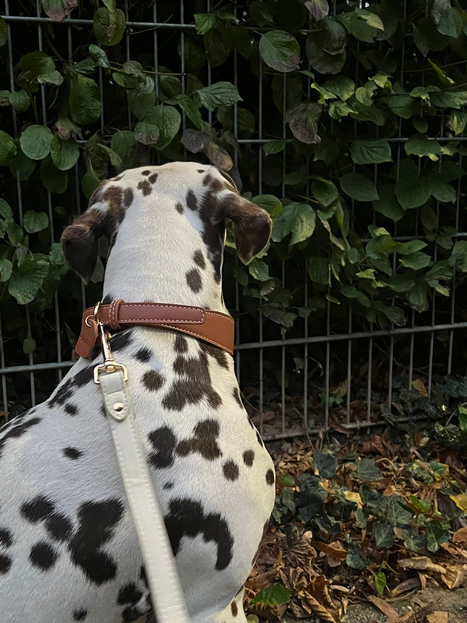Mocha Vegan Leather Collar