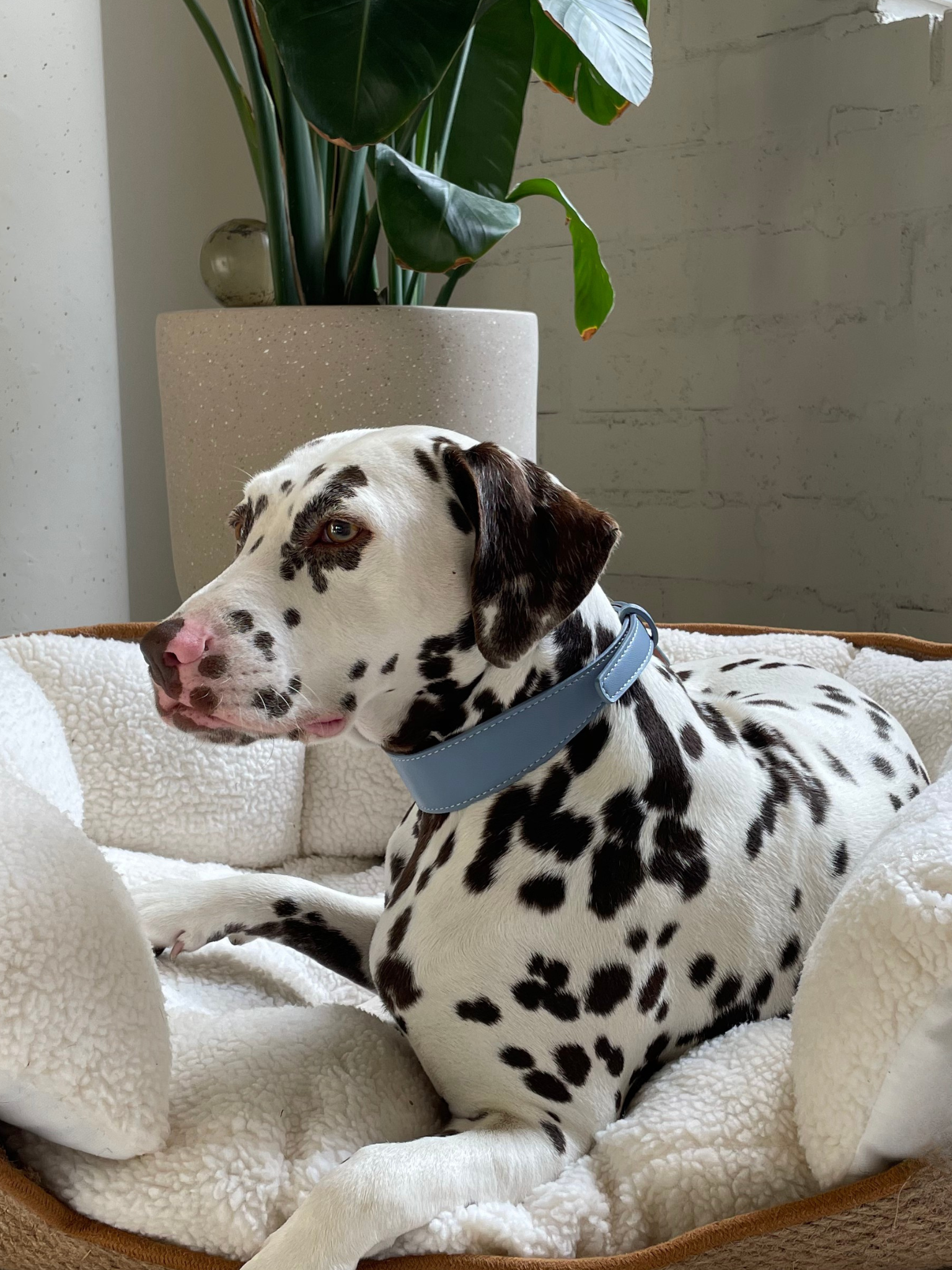 Blue Vegan Leather Collar