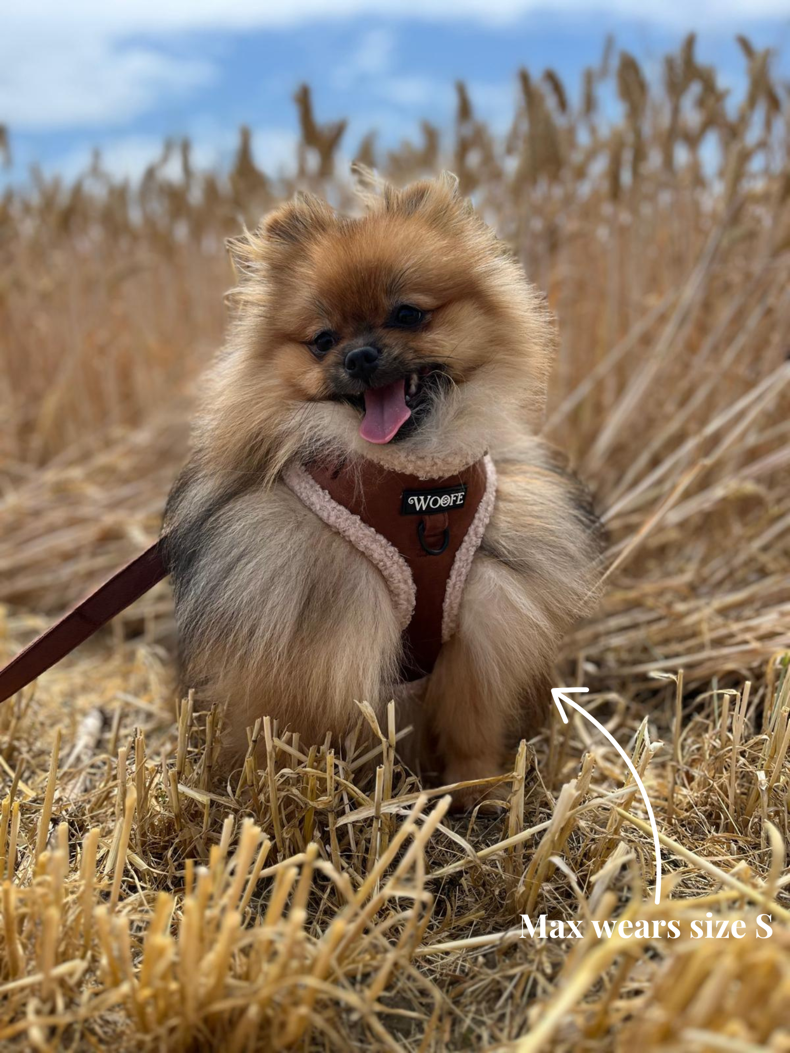 The Velvet Bear Harness