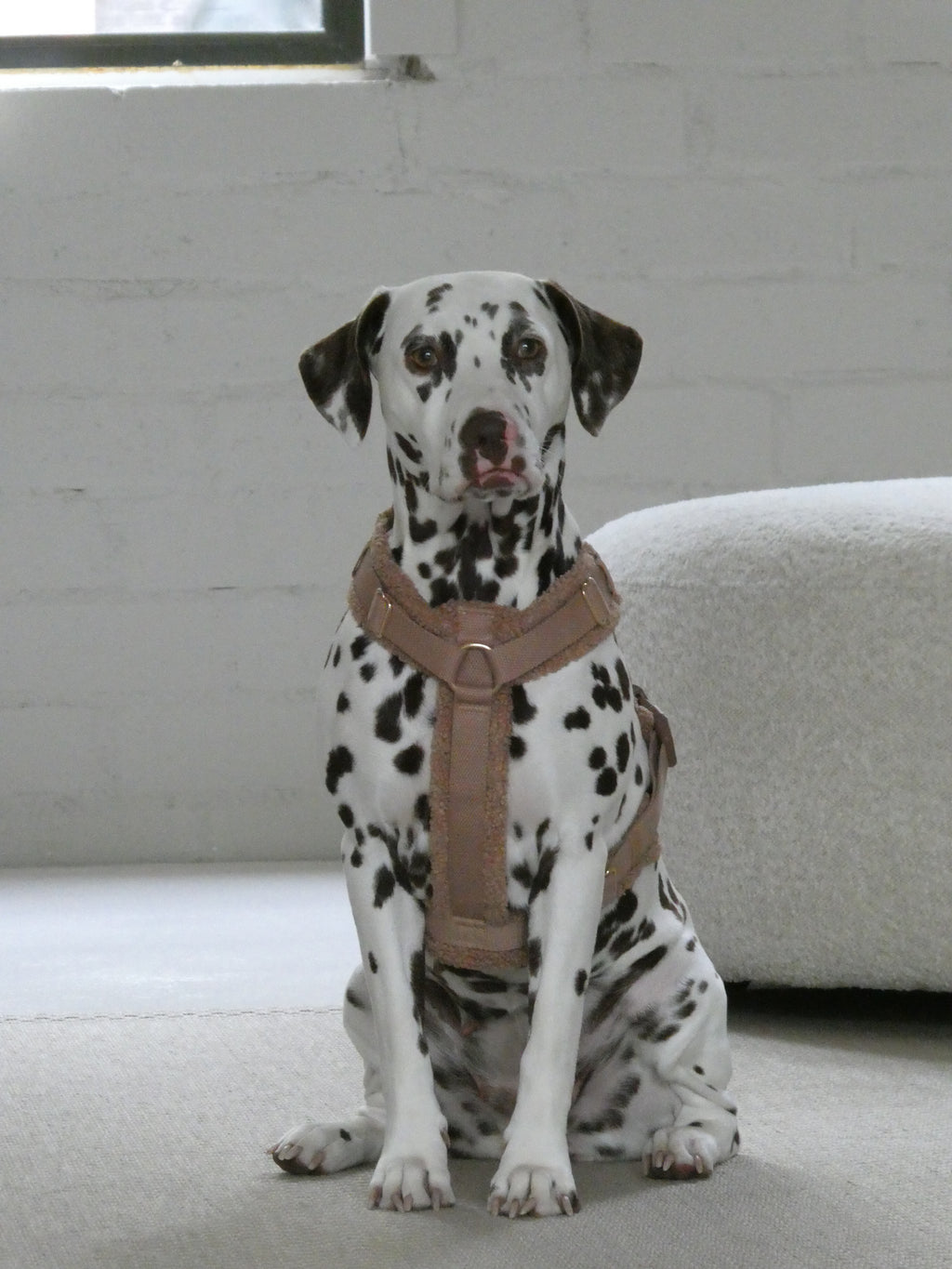 Teddy Harness Hazelnut