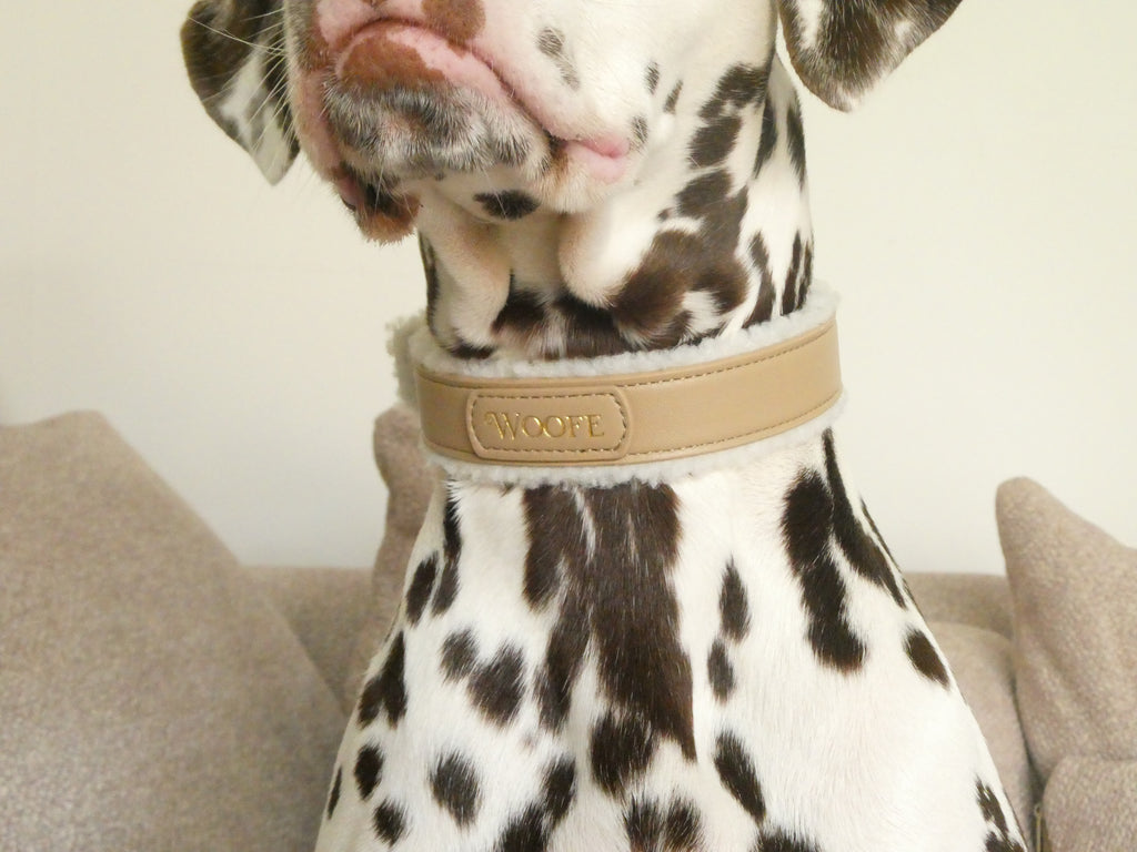 The Cosy Collar