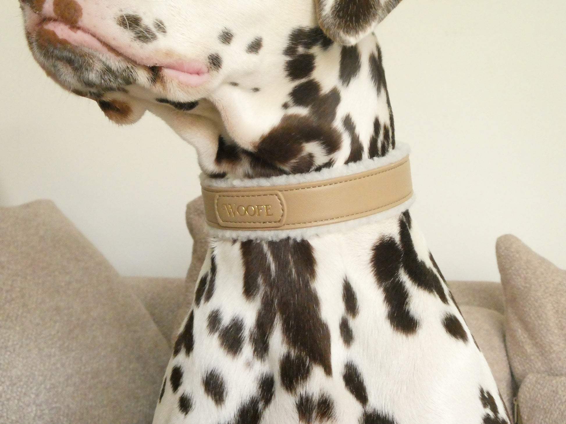 The Cosy Collar