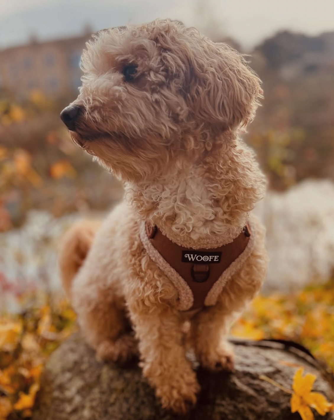 The Velvet Bear Harness