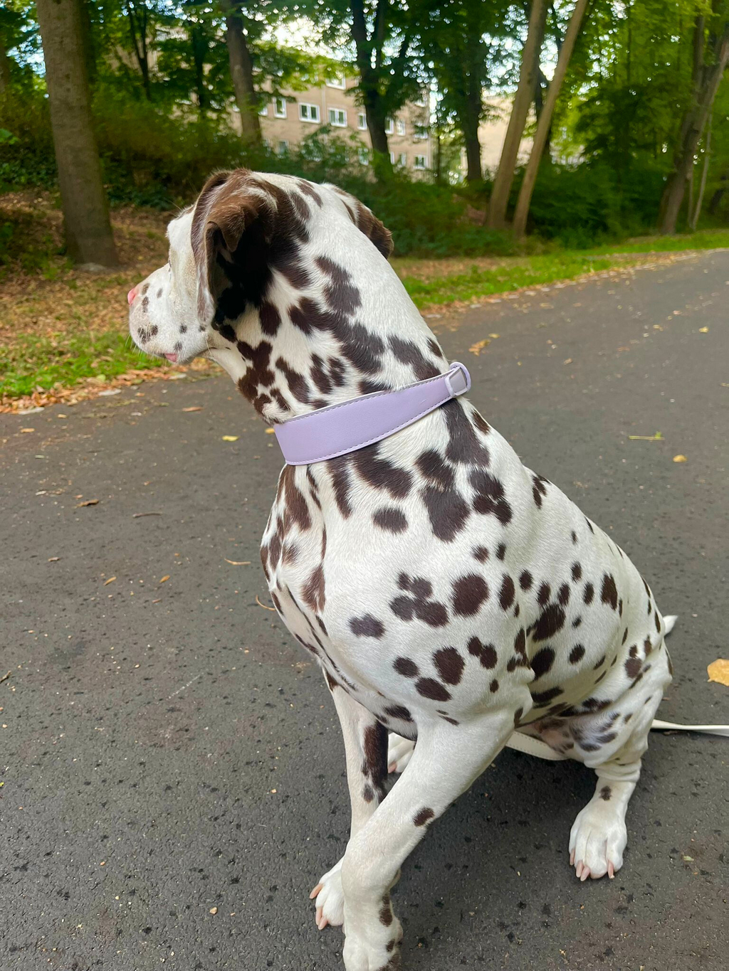 Lilac Vegan Leather Collar